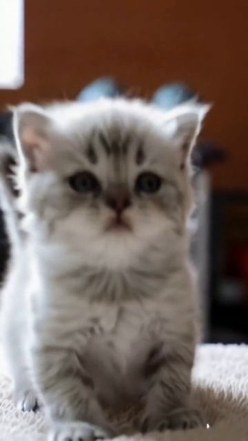 Ты это видел?