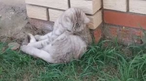 Мопеды сериал | Серия 1511