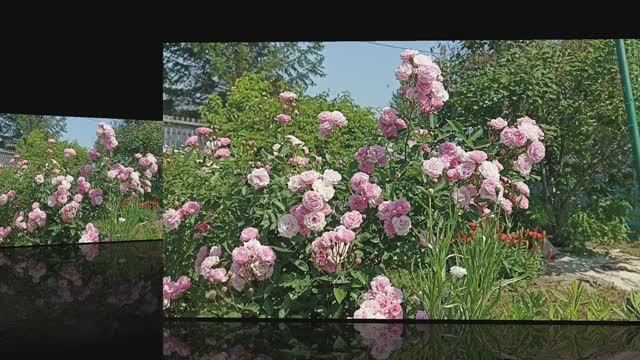 Дача, цветы. муз. Сергей Чекалин - Забытый танец смотреть онлайн