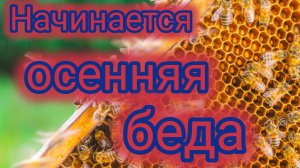 Начинается осенняя беда