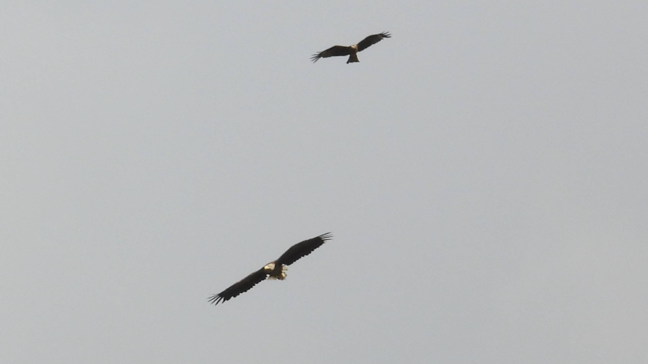 Орлан Белохвост и Чёрный Коршун, наблюдение птиц в Новгородской области, Ушерско, 7 августа 2025 смотреть онлайн