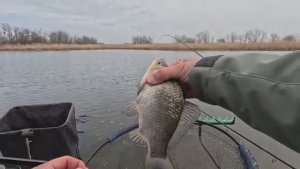 Карася тут много ловля на донку, рыбалка весной 2025