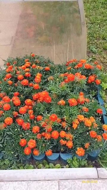 Цветы 04.08.2025