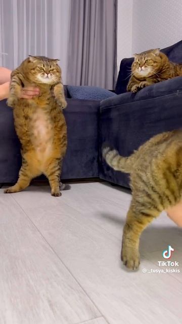 кот😃😃😃 смотреть онлайн