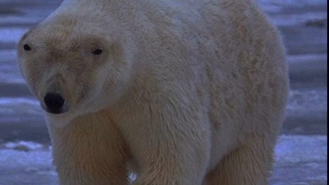 медвед 2026 существует смотреть онлайн