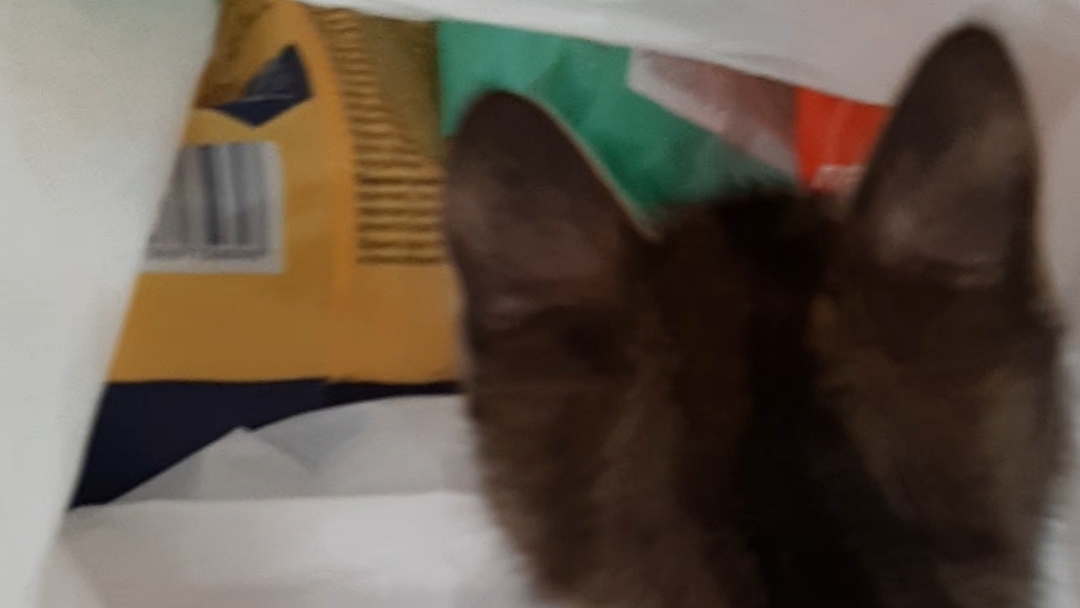 Путь кота Самурая