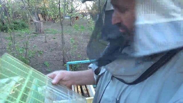 Нужно спасти матку, делаем отводок