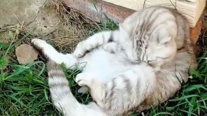 Мопеды сериал | Серия 1510