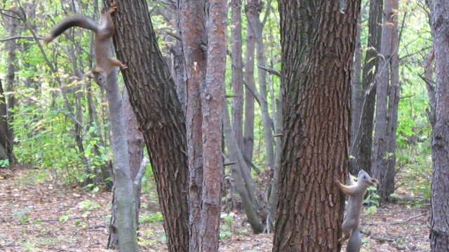 Белки забавляются.