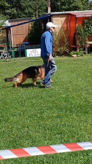 1 Отл. КЧК De Orse Mak Flai INGERMANLANDIA +++ №45. КЧК РЫБИНСК 19 июля`25 Моно немецких овчарок