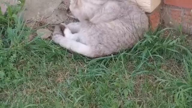 Мопеды сериал | Серия 1485