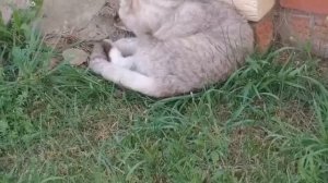 Мопеды сериал | Серия 1485