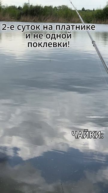 РЫБАЛКА | ЧАЙКИ ПРИЛЕТЕЛИ | ПРИКОЛ | ПЛАТНИК🎣🤣 #рыбалка #рыбалканаозере #юмор #прикол #мем #shorts