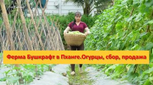 Ферма Бушкрафт в Пханге. Вьетнам. Огурцы, сбор, продажа