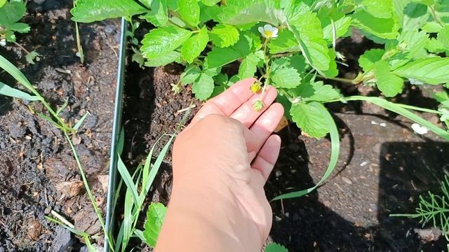 Обзор огорода и урожая. День без дождя.5 августа 2025. смотреть онлайн