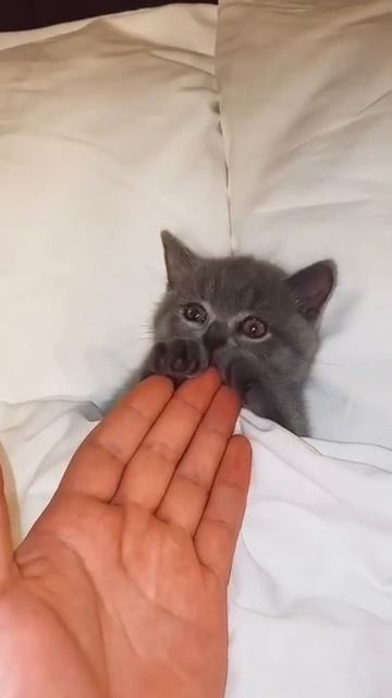 Кошки такие кошки