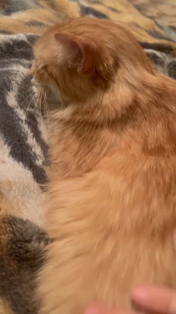 Блог #Мими_кися