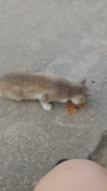 котёнок смотреть онлайн