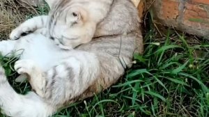 Мопеды сериал | Серия 1493