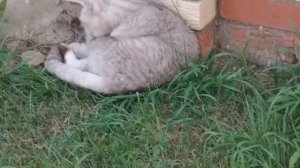 Мопеды сериал | Серия 1490