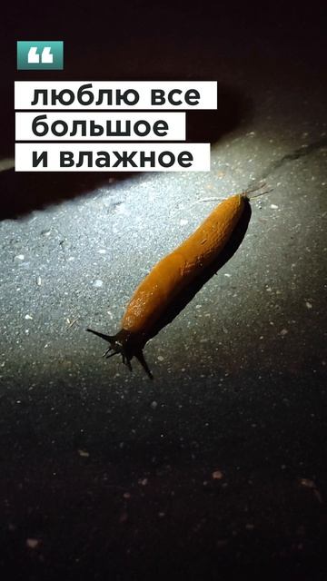 какой большой