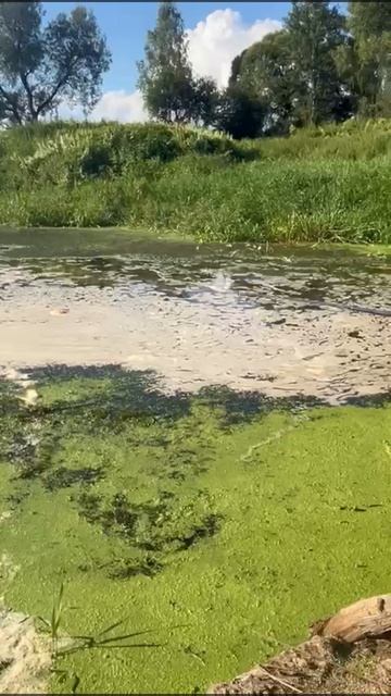 РЫБАЛКА | ПОКЛЕВКА | КАРАСЬ🎣👉 #рыбалка #fishing #рыбак #карась #crician #река #поплавок #лето