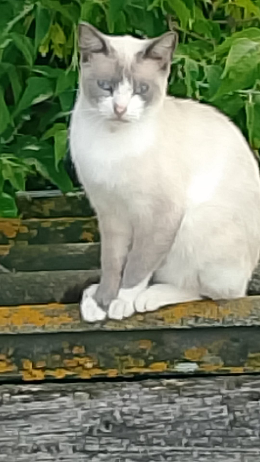 Во всем, хитрость!😁😾 Юмор с животными. смотреть онлайн