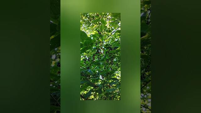 Лето. Авторское видео . смотреть онлайн