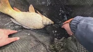 Рыбалка весной 2025 на карпа с кормушкой флэт-фидер