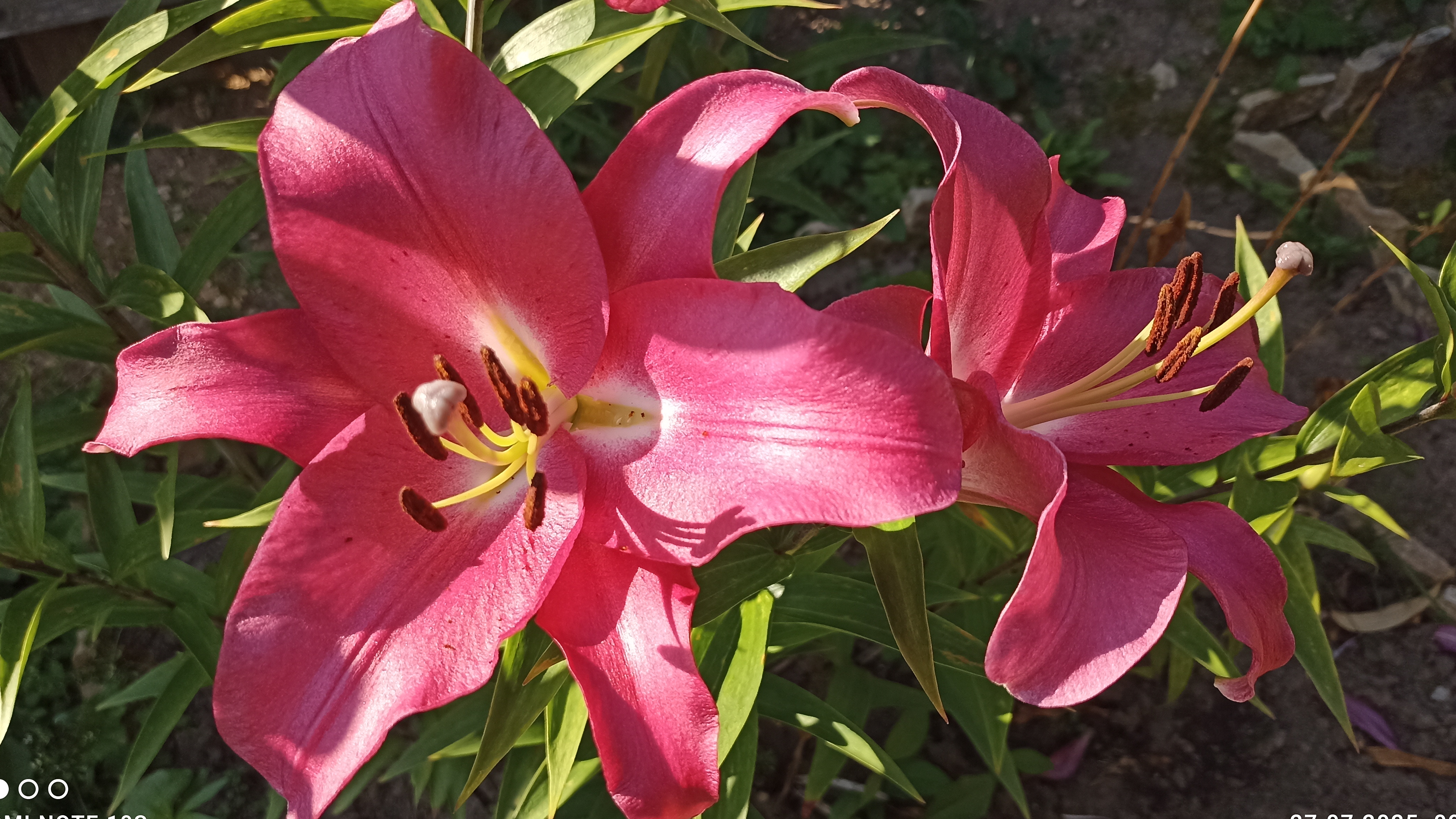 С именем красивым девушка мечты. Красивые цветы, но грустная первая любовь.