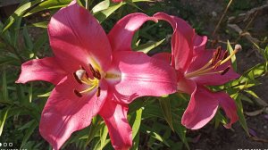 С именем красивым девушка мечты. Красивые цветы, но грустная первая любовь.