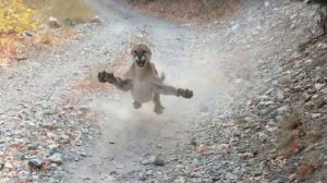 ПУМА В ДЕЛЕ... Пума против Медведя, Собаки, Рыси и Барсука!