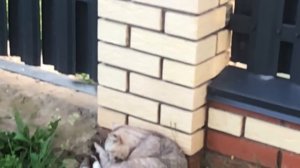 Мопеды сериал | Серия 1453