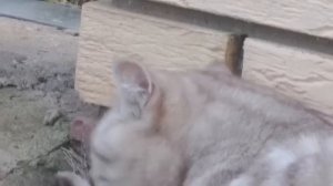 Мопеды сериал | Серия 1496