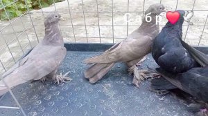 Голуби Таджикистан город Исфара