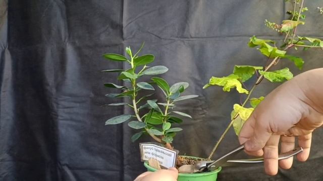 √4 фикус 121 формоза