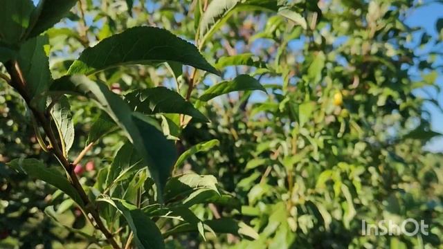 СВГ Мейнор, гибрид Шарафуга, груша Аллегро. смотреть онлайн