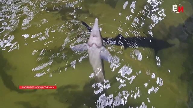 В УСТЬ-ТУНГУСКЕ ВЫПУСТИЛИ МАЛЬКОВ смотреть онлайн