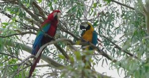 Попугаи в дикой природе