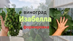 Формируем неукрывной виноград Изабелла.станица Натухаевская