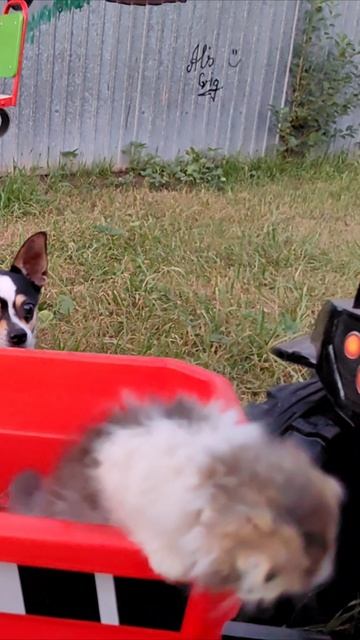 Котенок приехал на детском тракторе 2. #котята смотреть онлайн