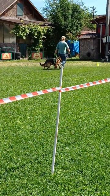 1 Отл. КЧК Ural Land ESTER +++ №30. КЧК РЫБИНСК 19 июля`25 Моно немецких овчарок