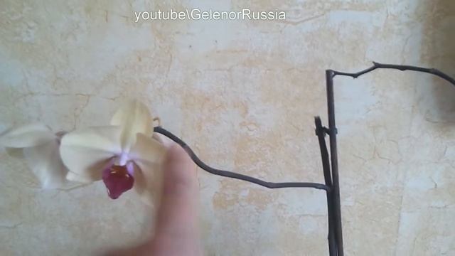 Не цветет орхидея? Как быть? Есть ответ. Обрезать или не обрезать орхидею после цветения смотреть онлайн