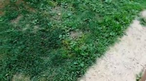 Мопеды сериал | Серия 1491