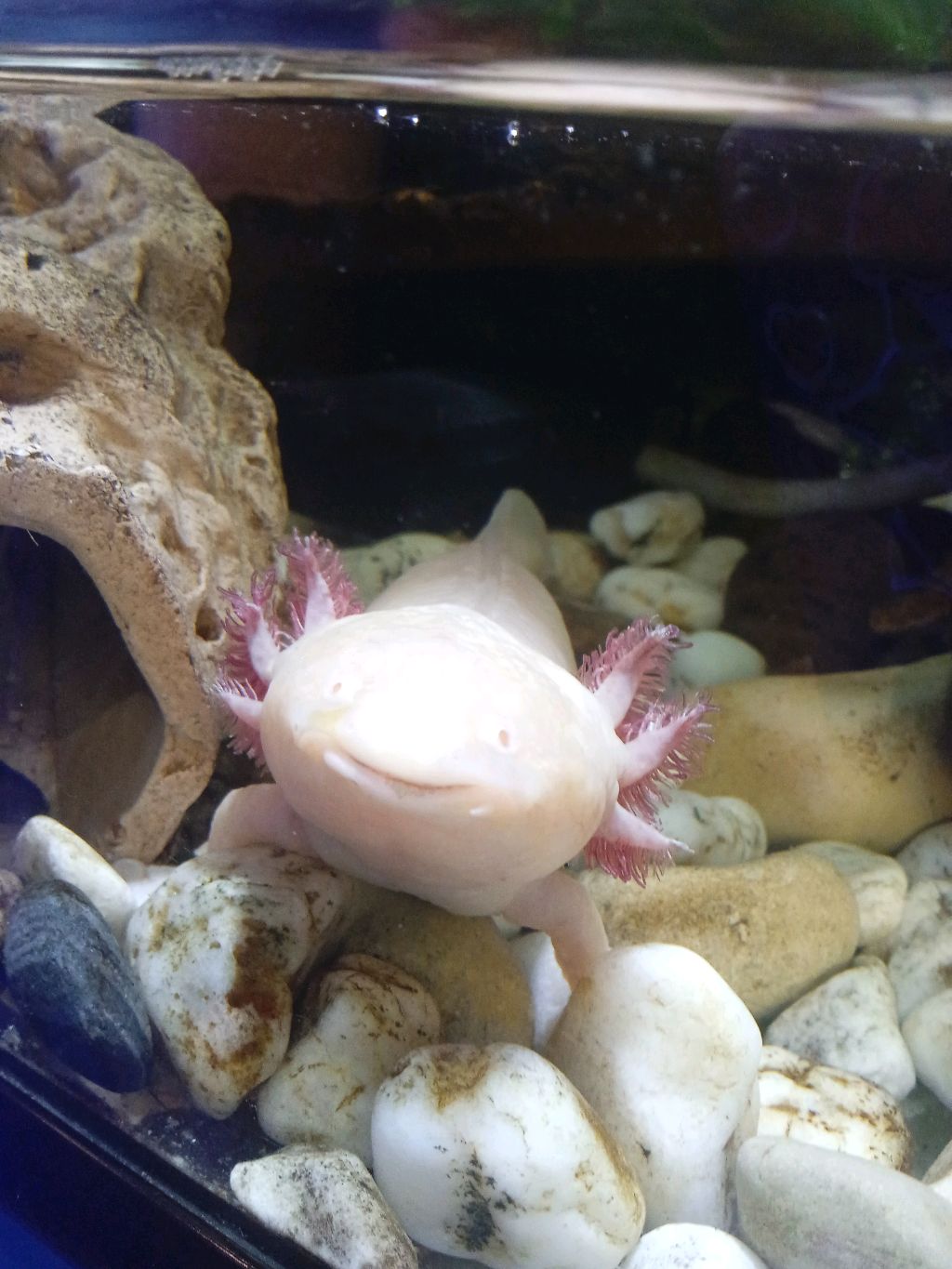 гуляю с крысой смотреть онлайн