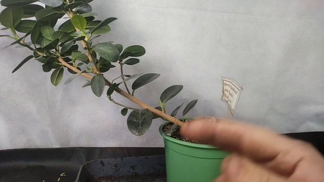 √1,2,3 фикус 121 формоза