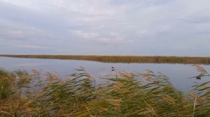 охота на утку,с подсадными!!!