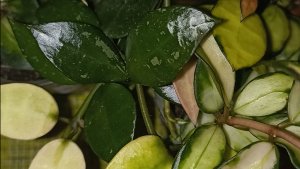 Пыталась определить сорт хойи. Сравниваю хойи лакунозы.