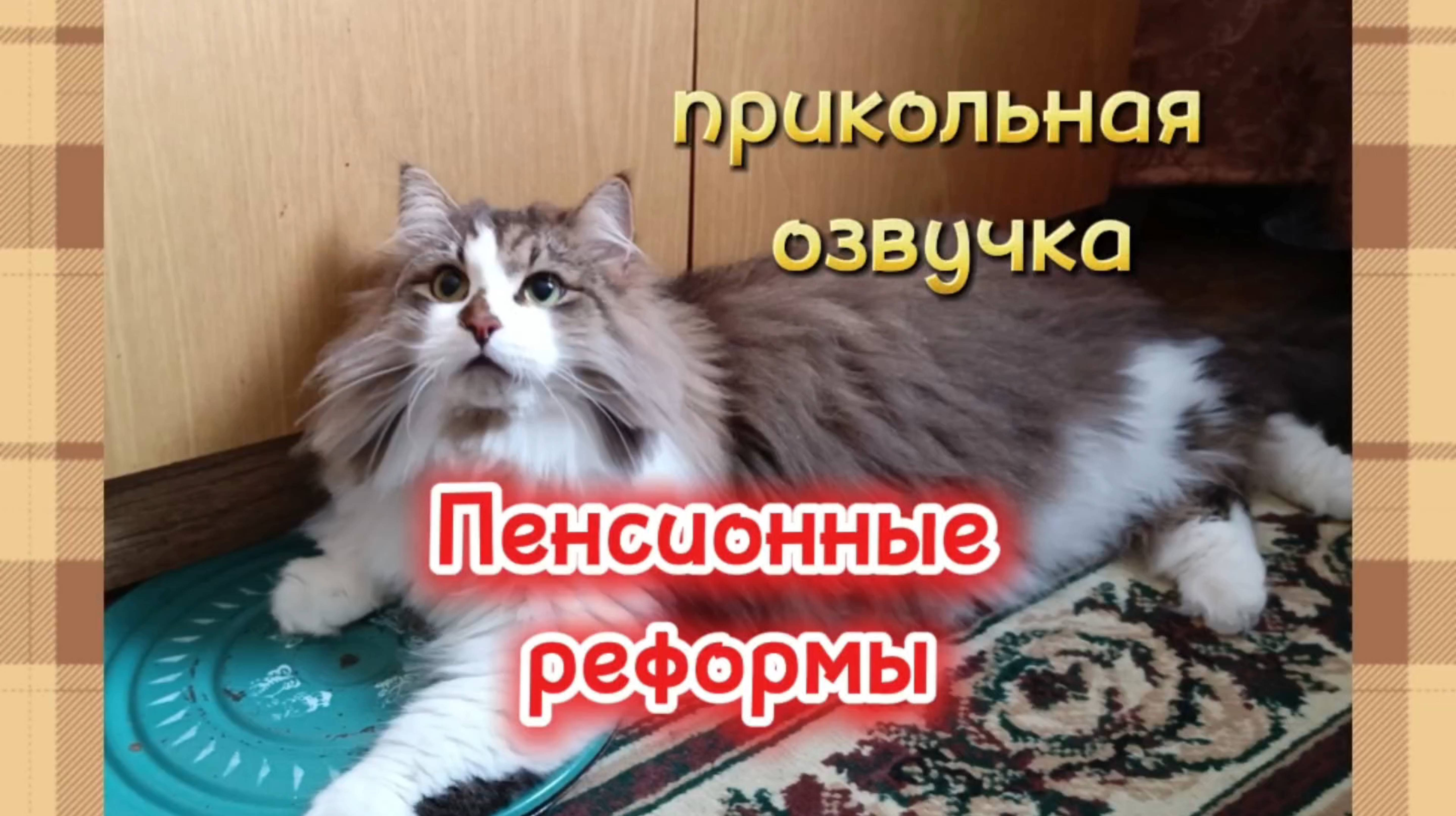 Кошки с озвучкой. смотреть онлайн