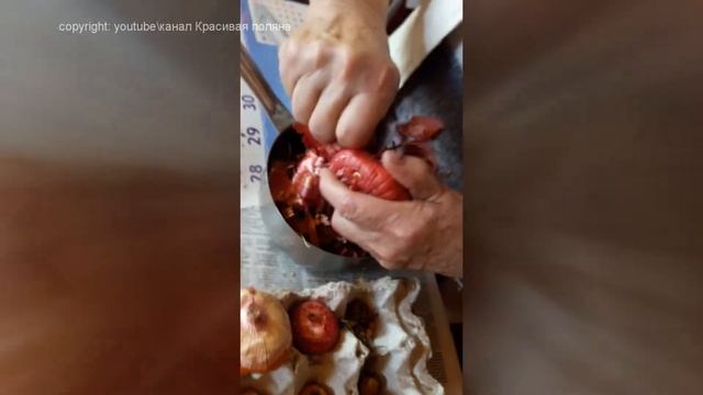 Как подготовить гладиолусы к весенней посадке, после зимы и как хранить гладиолусы смотреть онлайн